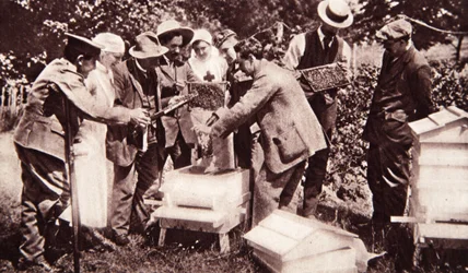 Instruction en apiculture sous le programme de Lord Eglinton : examen des rayons, de The Illustrated War News, 5 juillet 1916